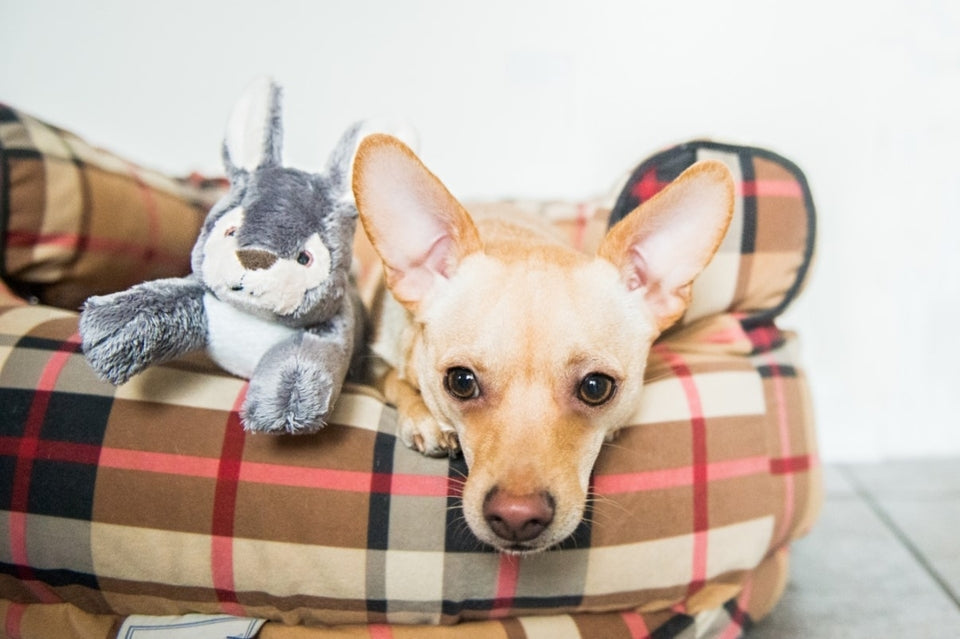 Fluff & Tuff Jessica Bunny Plush Toy for Dogs