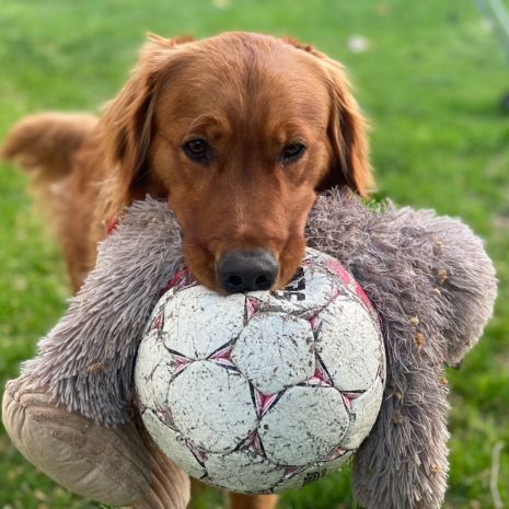 Tall Tails Stuffless Big Foot Durable Dog Toy