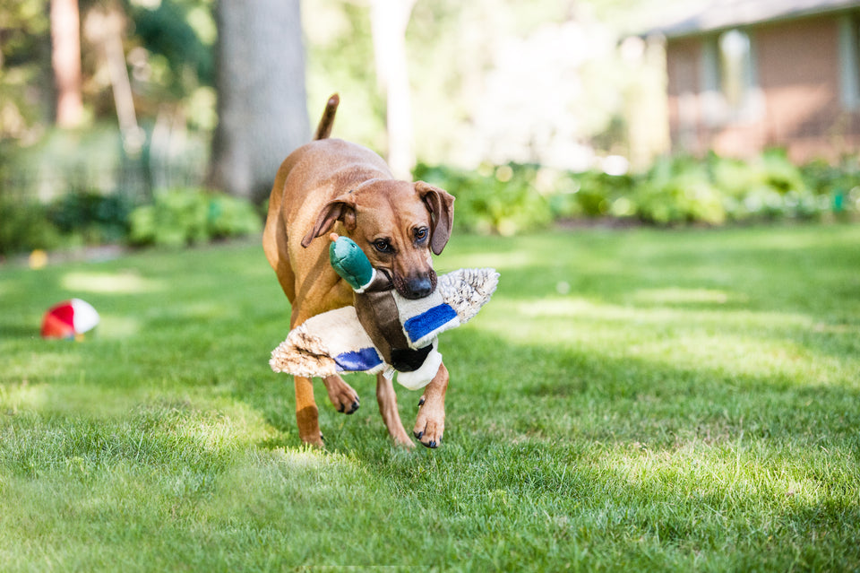 Fluff & Tuff Wally Duck Plush Toy for Dogs